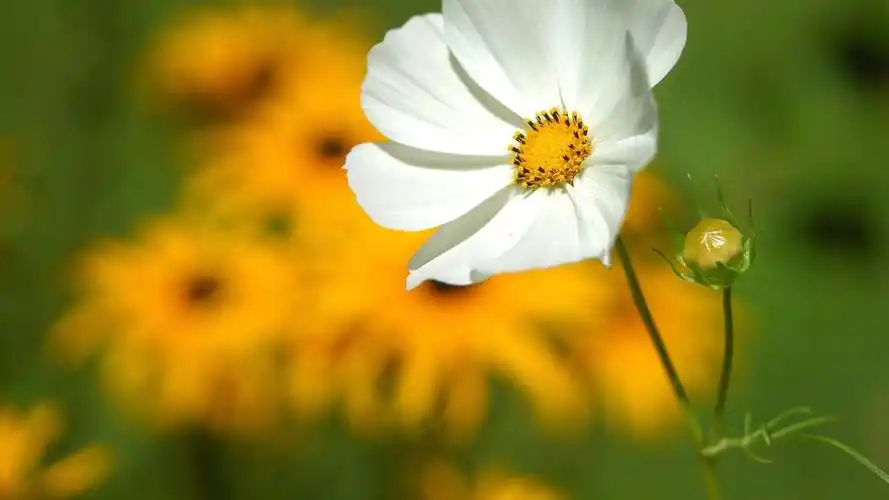 小清新花朵简约动态5k壁纸