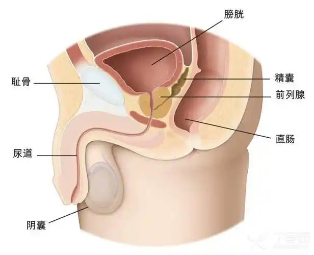 前列腺正常大小
