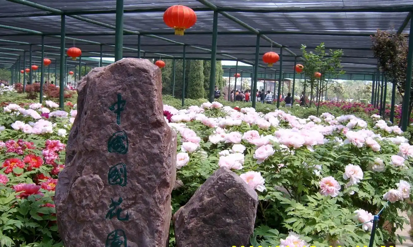 2021洛阳牡丹花会主会场牡丹园推荐——洛阳国花园