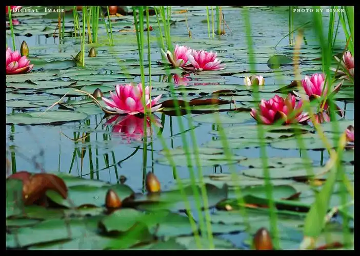 极乐世界莲花图