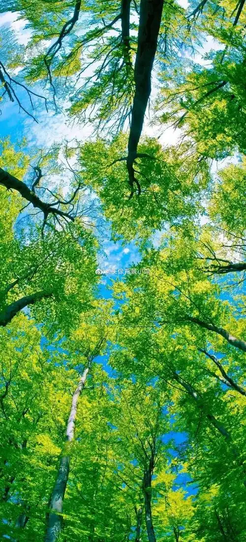 分享一波绿色护眼模式的手机壁纸