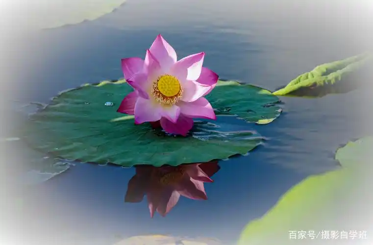 看这9张荷花照片点评,避免犯同样错误,帮你拍出更多精品荷花照