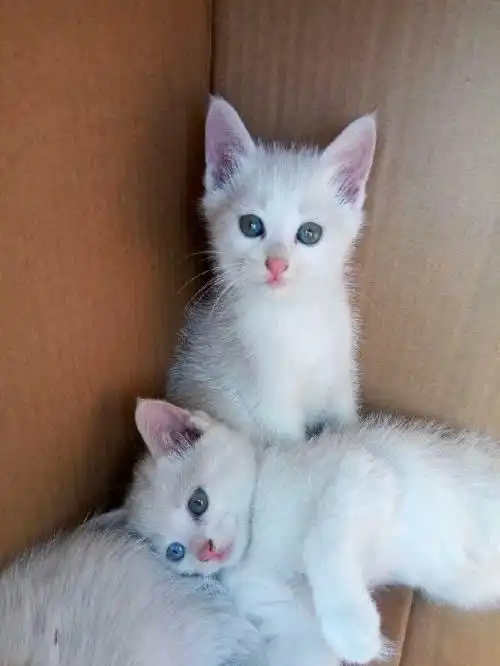 出售自家产一蓝一黄鸳鸯眼波斯—延边波斯猫