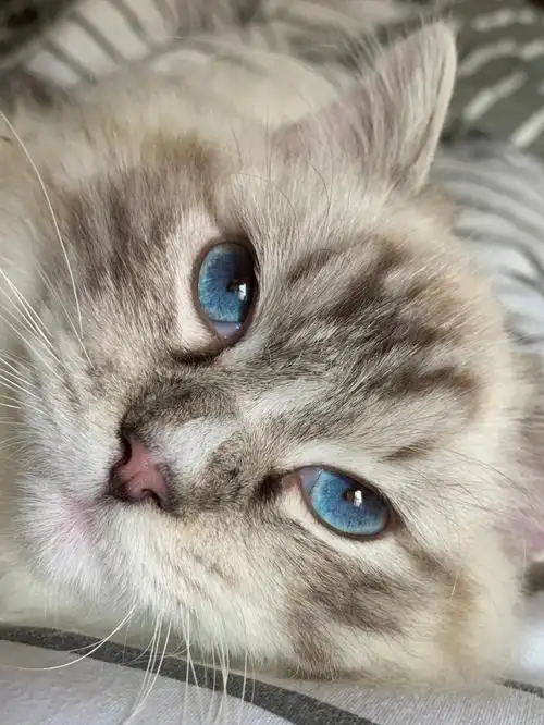 有我这样子的小猫咪你几点回家