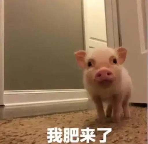 我肥来了我回来了猪猪表情包来啊一起吸猪啊猪吸猪萌萌哒撩妹撩汉表情