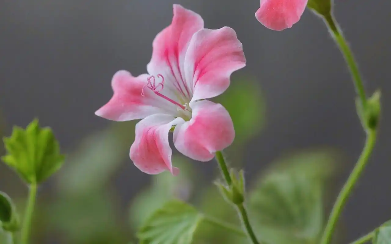 粉色养眼花卉高清桌面壁纸