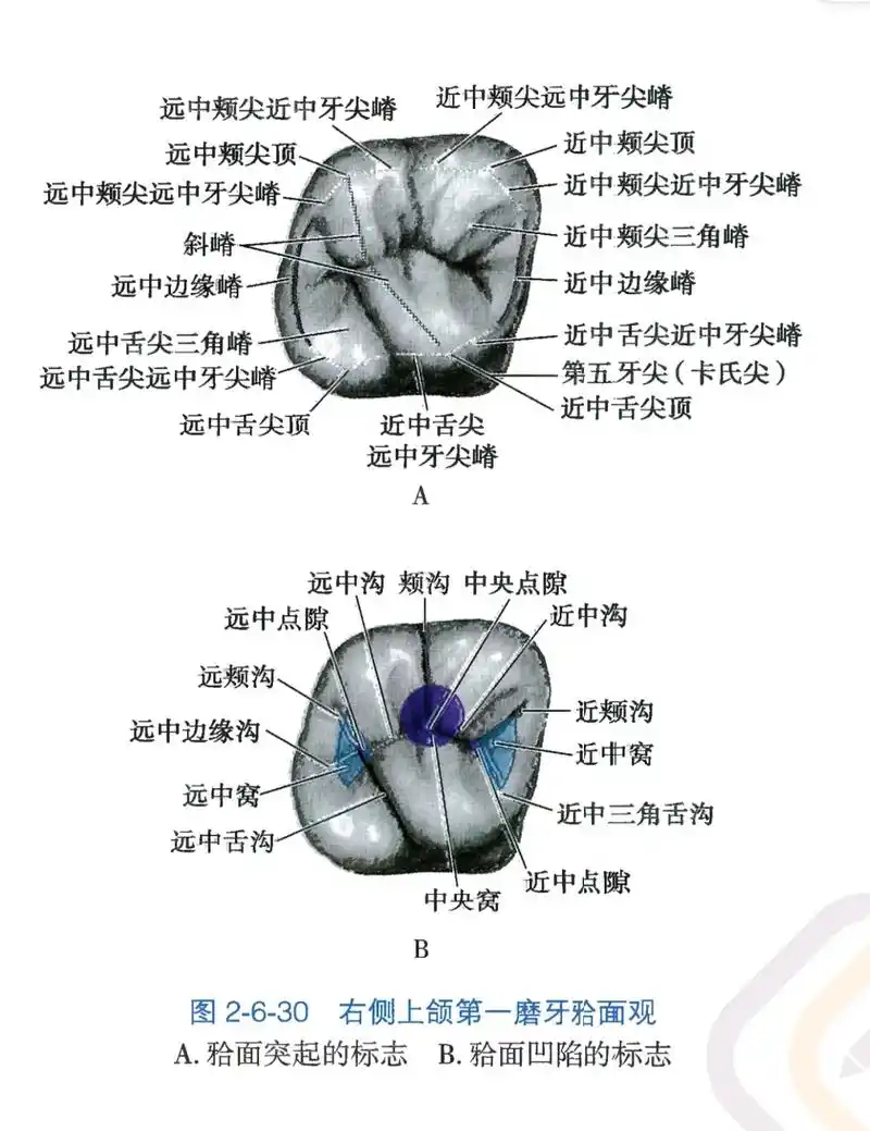 上颌第一磨牙图谱.学会图谱,不论是临床还是考试 都很重要 # - 抖音