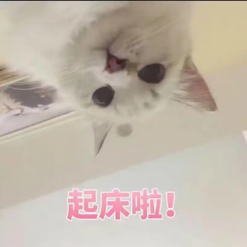 起床啦猫咪的注视猫咪起床注视表情
