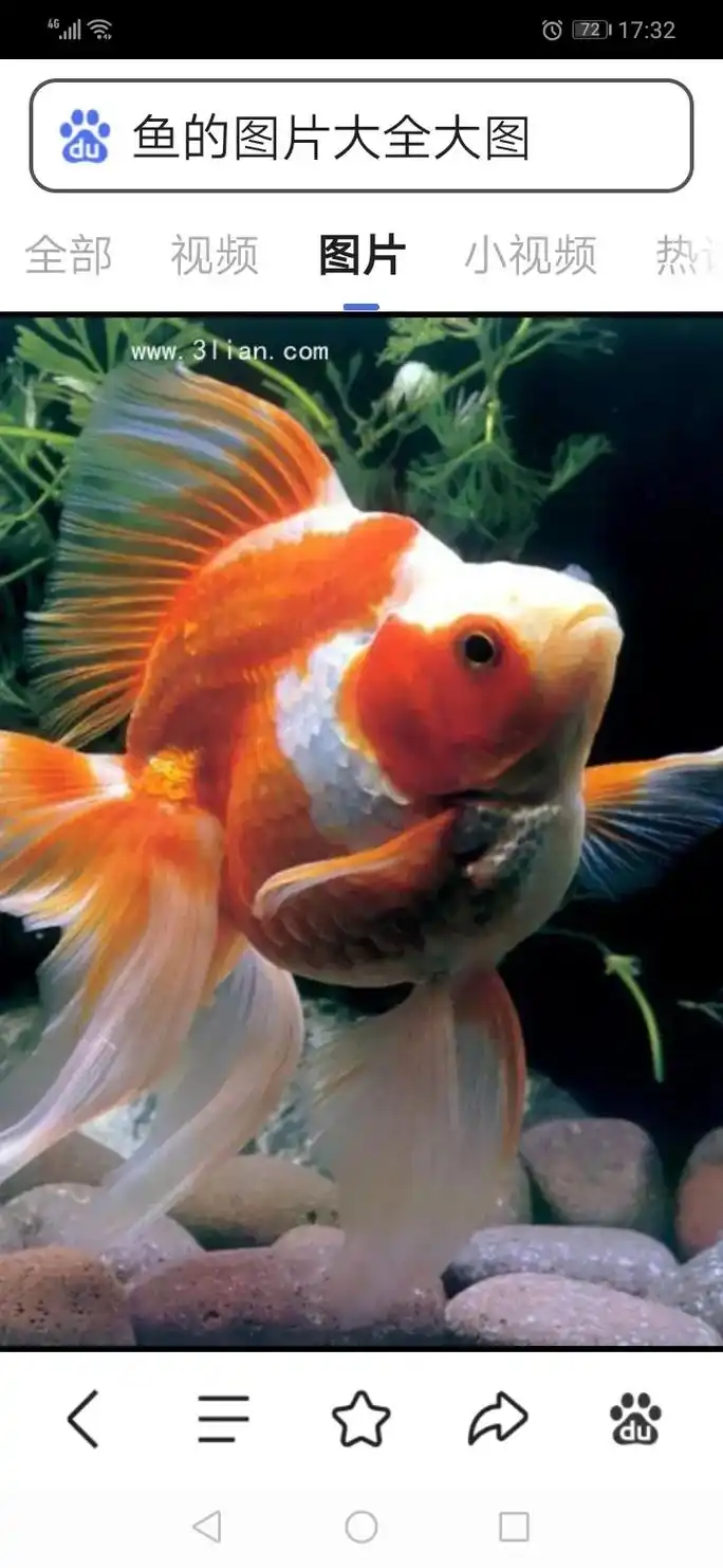 7217:32鱼的图片大全大图全部 视频图片 小视频热议ww - 抖音