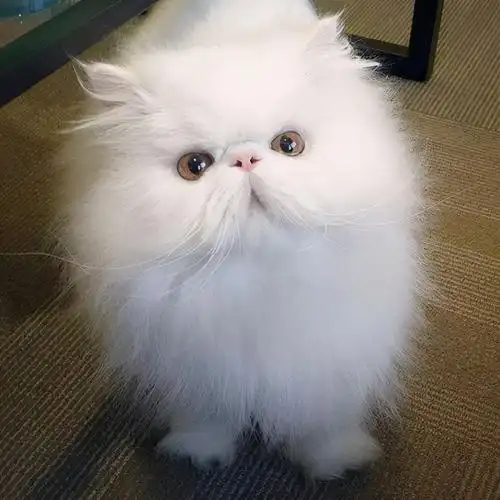 "金吉拉猫"跟"波斯猫"有什么区别?这几点很多人还不知道