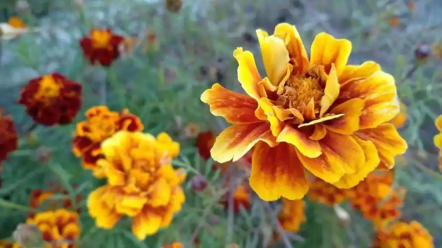 2018年,秋天的样子,原来可以这么美!