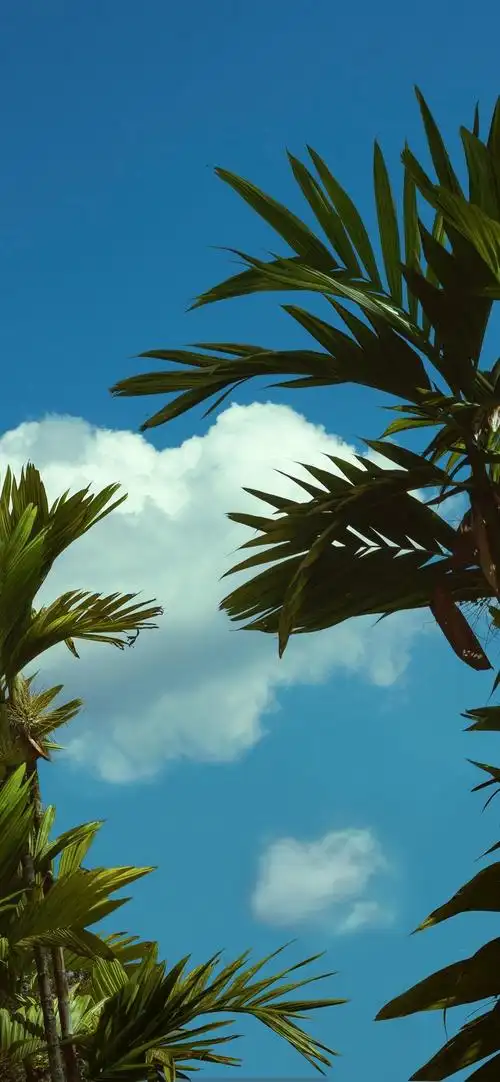 好看又护眼的手机壁纸