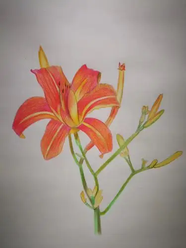 张静扬素描 彩色铅笔画作品集