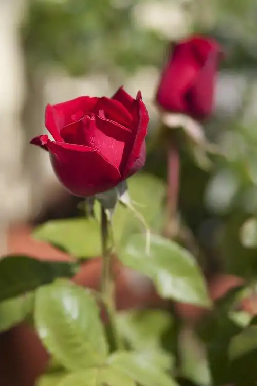 玫瑰花的图片免费图片