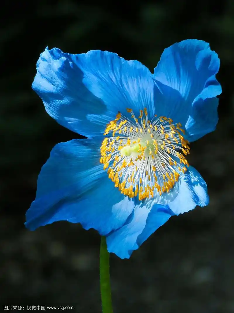 喜马拉雅罂粟有最有趣的蓝色.
