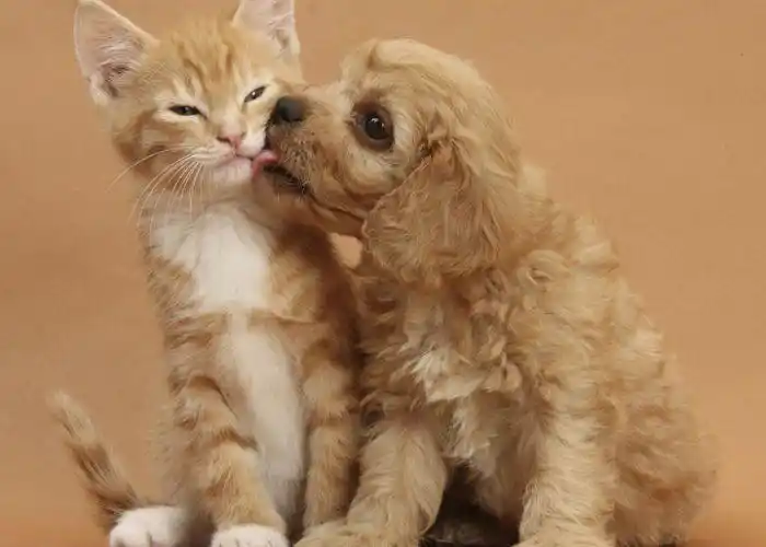 猫猫狗狗早殇记