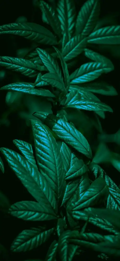 "绿色护眼"手机高清壁纸·原图上传,记得查看原图再保存.