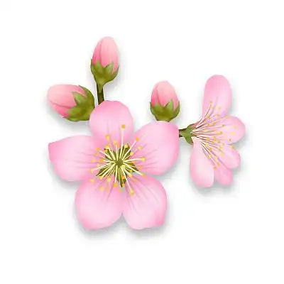 卡通桃花素材-卡通桃花图片-卡通桃花素材图片下载-觅知网