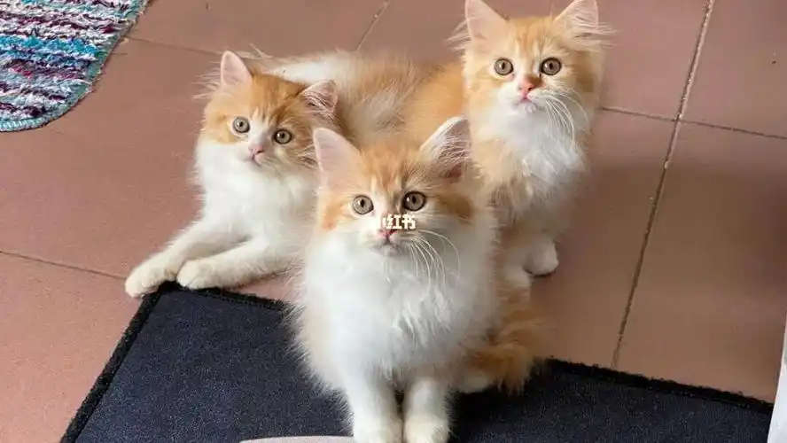 纯波斯猫妹妹低价出长毛橘白