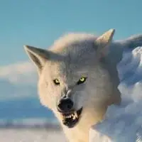 凶猛的动物做微信头像_微信头像图片大全