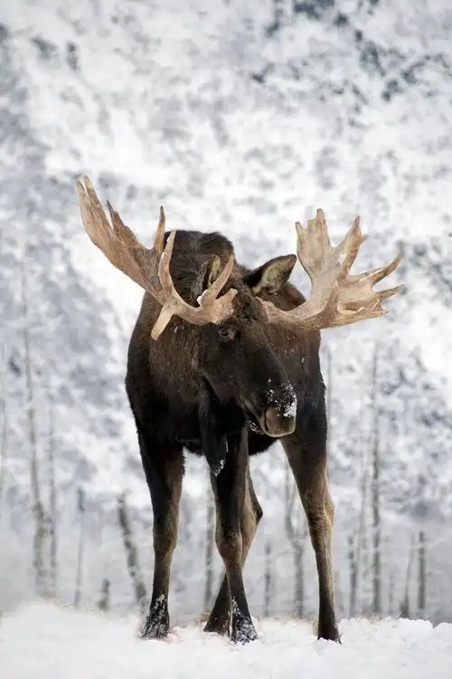 偶蹄目·反刍亚目·鹿科:美洲驼鹿