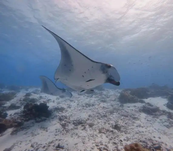 动物摄影,新捕获一组 manta