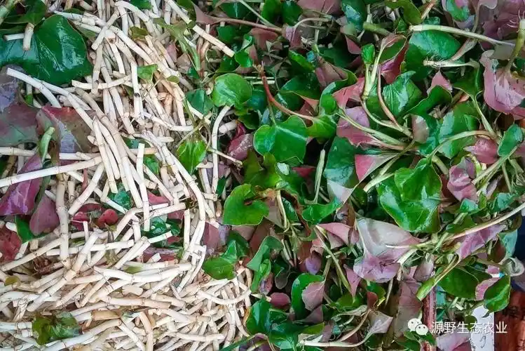 鱼腥草吃了到底有什么用这么多人喜欢吃