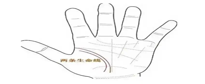 有两条生命线代表着什么 (代表生命力强)