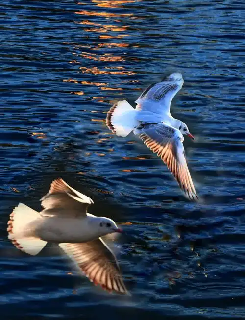 海鸥来到我家乡