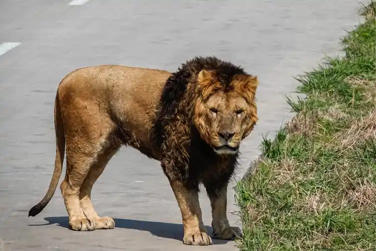 春游上海野生动物园