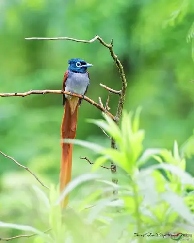 林鸟飘逸的长尾巴绶带图一荣获鸟网首页每日精华