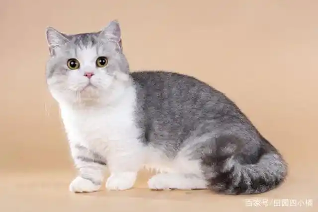 4种受欢迎的高颜值软萌猫咪,但不建议养第四种
