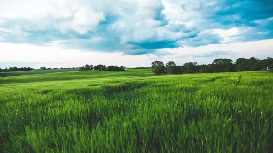 绿色的麦田图片,4k高清风景图片,娟娟壁纸
