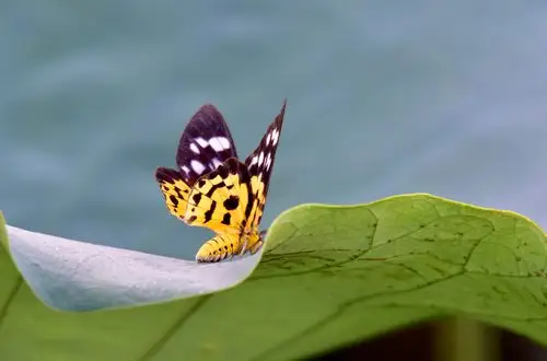 蝴蝶蜻蜓也痴迷静静的欣赏