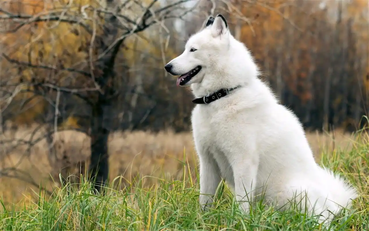 精选伸出舌头的阿拉斯加雪橇犬图片桌面壁纸下载