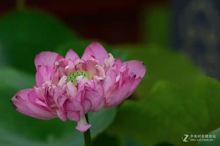 花卉世界硕大的荷花