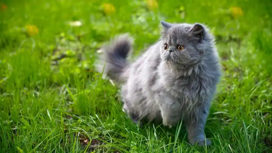 灰色波斯猫壁纸