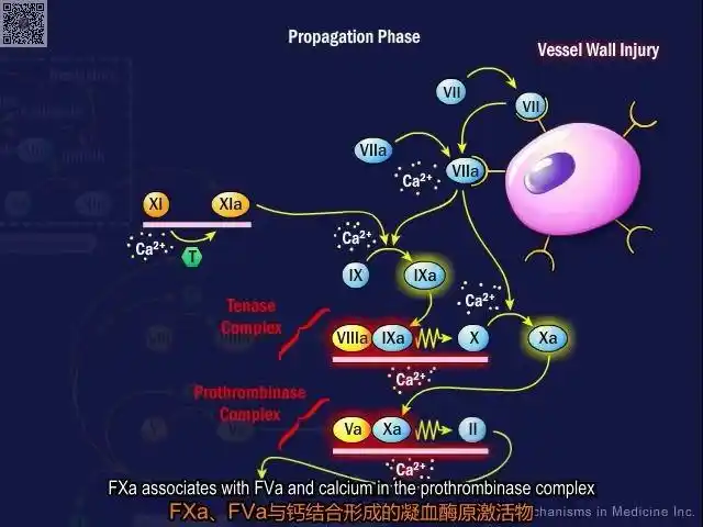 凝血级联反应中英文字幕版