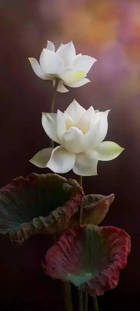 佛说心如莲花人生才会一路芬芳