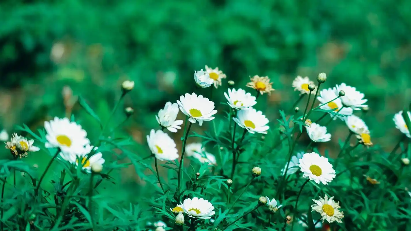 小清新植物花卉摄影图片桌面壁纸