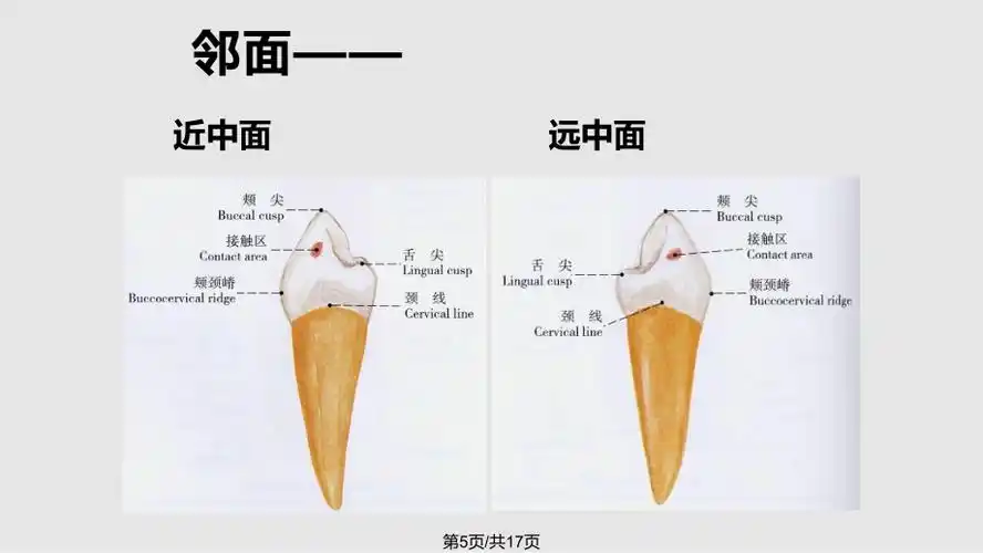 下颌前磨牙解剖形态ppt课件
