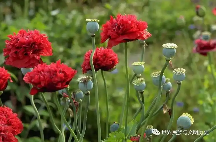 毛茛目—罂粟科(三):罂粟