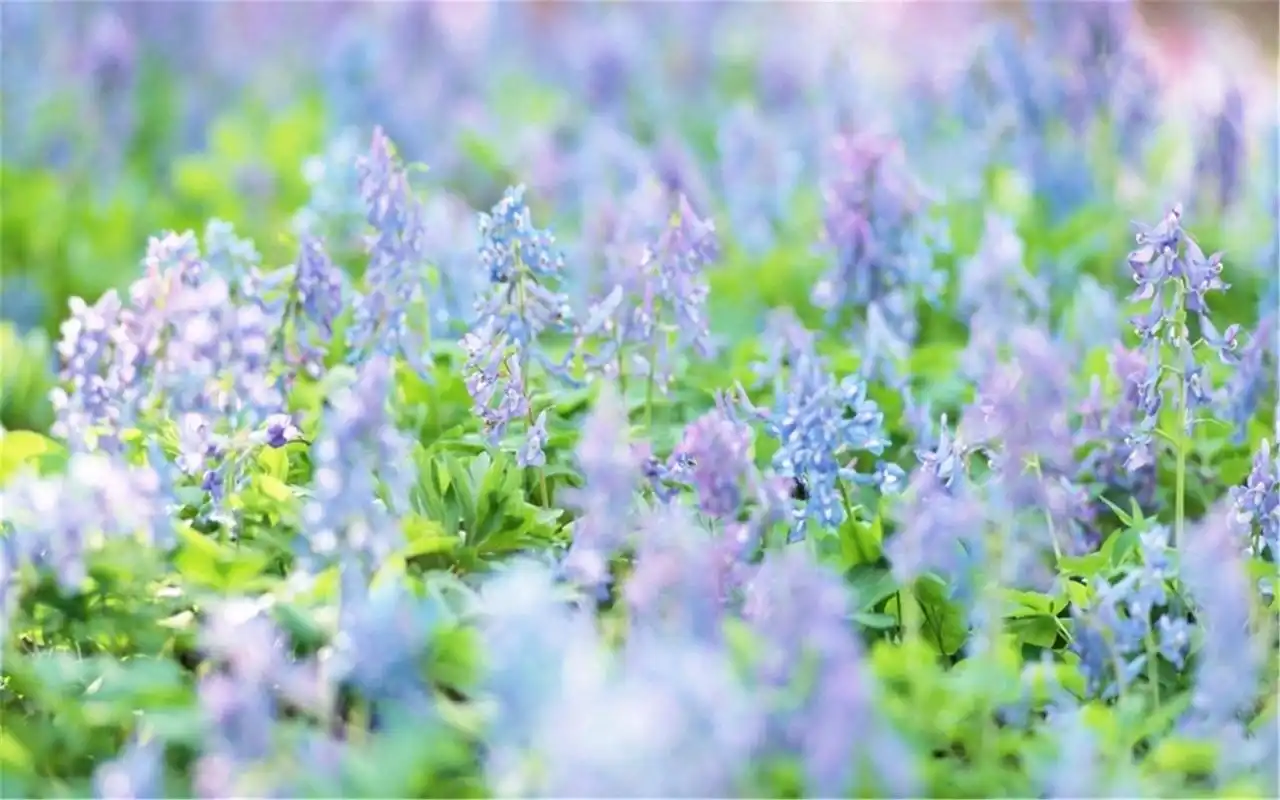 小清新唯美植物绿叶高清桌面壁纸高清大图预览1920×1200_植物壁纸