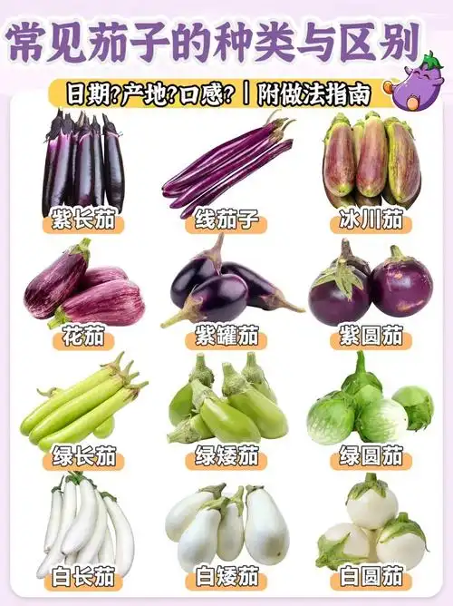 常见茄子的种类与区别,建议收藏!