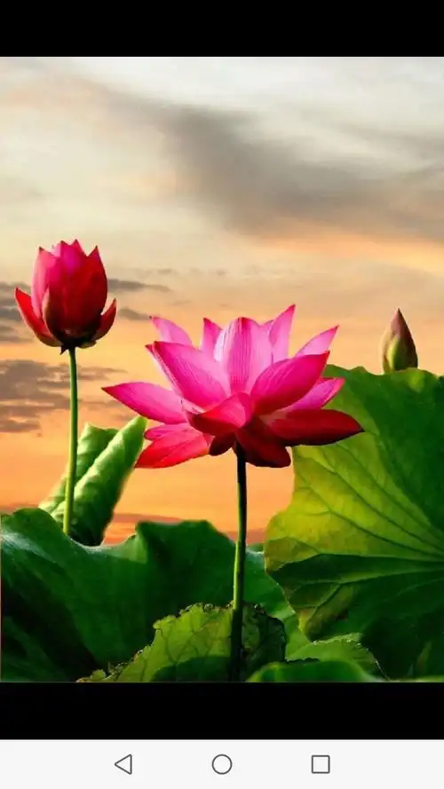 佛心上的一朵莲花