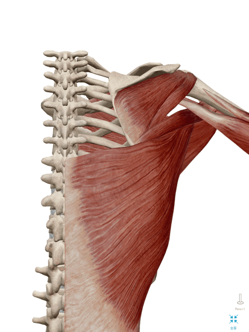 有助于获得恰当的机械力肩胛下肌附着点肩胛骨的肩胛下窝肱骨小结节