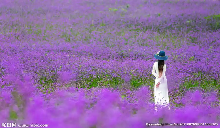 花海里的美女图片