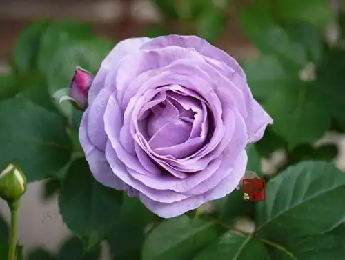 蓝色风暴月季有4怕及时避开开花多又美浪漫又好看