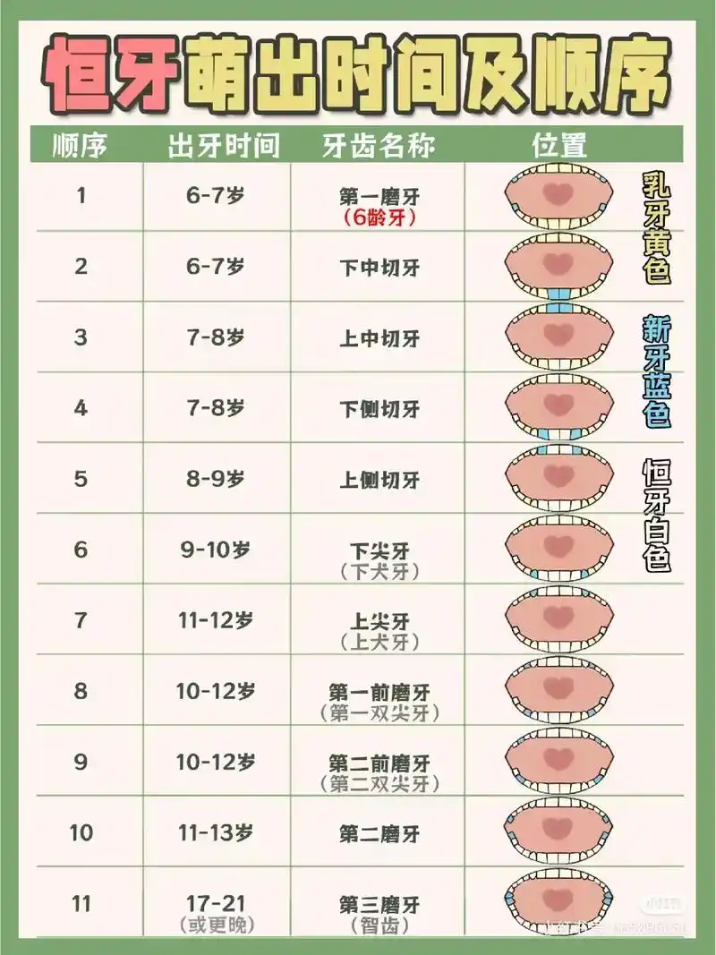 上牙列 第二前磨牙11-12岁 (智齿) 第一恒磨牙6-7岁 - 抖音