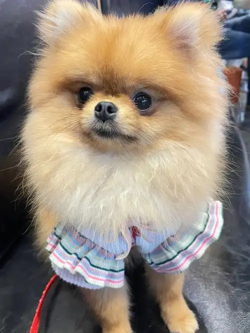 超级无敌无敌可爱博美犬  #可爱的博美犬  #我家宠物好可爱